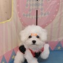 광주강아지분양 애견만세 이미지