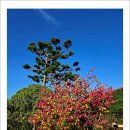 자작나무마을 이미지