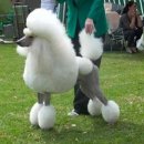 착한강아지 이미지