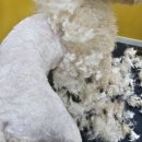 땡글땡굴 이미지