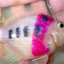 금붕어PC 이미지