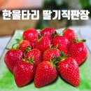 킹스베리 | 2026 논산딸기축제 일정과 한울타리 영농조합 딸기직판장 설향딸기 킹스베리 구매후기