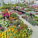 향기나는 화원 이미지