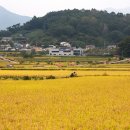 황금들녘 이미지