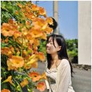 코우코알라 이미지