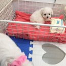 이렇게 예쁜 비숑 어디서 보셨나요??ㅎㅎ 이미지