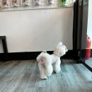 멍멍이네미용실 이미지