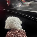 원 그루밍 | [송파]애견미용 원데이 클래스 벤 그루밍 후기