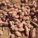 큰소나무농장 이미지