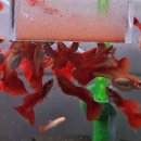 구피 카카오 검색결과