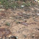 관수야관수 이미지