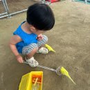룰루할로
