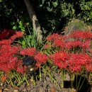 포항전국국악경연대회 이미지