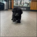 대전 강아지분양 고양이분양 파라다이스펫본점 이미지