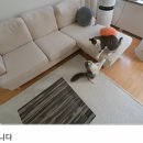 진심목장 이미지