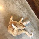 나경목장 이미지