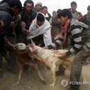 Fall in dog 이미지