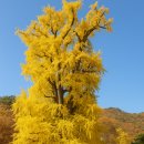 백안리의 아침 | [정보/여행] 가을의 끝, 황금빛으로 물든 용문사 은행나무 단풍길 완전 정복 가이드🍁