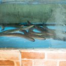 황강장어 이미지