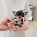 강아지분양 애견분양 꽃강아지 광진점 네이버블로그
