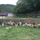 오마이독 이미지