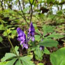 동해카테크 부분정비 | 두타산, 동해의 탁 트인 풍경과 소나무가 예쁜 산행길