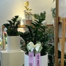 부귀농장 | 인천 연수구 선학동 개업화분 당일 무료 배송 후기 / 보석금전수 인기 최고!