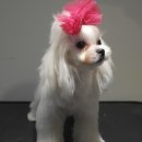 마스터그루밍클럽 이미지