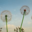 힐링보태니컬아트 이미지