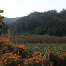 한반도면사무소 쌍용출장소 | 금대지맥(4구간) : 고양산-상정바위산-남산-오음봉 구간