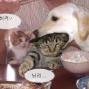 하당 이미지
