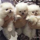 미묘하개 이미지