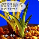 한국춘란(韓國春蘭) 신아의 건강한 생장관리/02(한배관22) 이미지