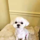 늘 예쁘개 이미지