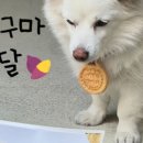 개린이날 이미지