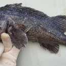 갈매기 좌대낚시 네이버블로그