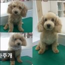 까가주개 이미지