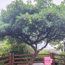 서귀포시장애인회관 (2대) | 제주도 서귀포 가볼만한곳 세연교와 새섬공원 야경