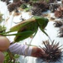 대왕농장 이미지