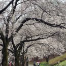 절골가든 | 전북 진안 여행 가볼만한곳 마이산 벚꽃길 탑사 부터 부귀 메타세콰이어길까지 추천