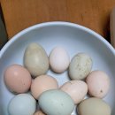 26년 4월 16일 목요일(비싼 청계알로 맥반석 계란 만들어요) 이미지