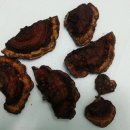 장수버섯 이미지