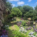 비체올린 | [제주도 여행]예쁜 포토존과 꽃이 많았던 '비체올린' 후기