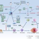 뼈 재생에서 말초신경 기능이 중요한 이유 ... 2023 nature review 이미지