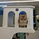 고양이 주택 | 경기도 시흥 배곧 고양이카페 ‘고양이주택’ 다녀온 후기