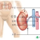 신장