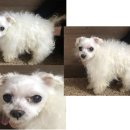 청조동물병원 이미지