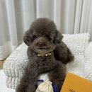 베베카우 | 내 강아지의 명품 라이프! 루이비통 가죽 목줄 착용 후기