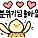 제주노을보리 이미지