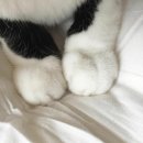 나도 고양이 생겼다 이미지